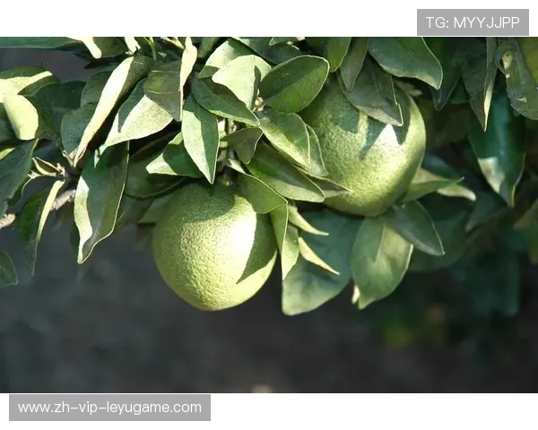 -ºÁÐÁ-Á¸+·+¯ii¦+++ÊÚú¼Ë¦¤ý-ª+È¥+¦++§